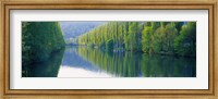 Poplar Trees On River Aare, Near Canton Aargau, Switzerland Fine Art Print