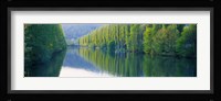 Poplar Trees On River Aare, Near Canton Aargau, Switzerland Fine Art Print