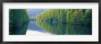 Poplar Trees On River Aare, Near Canton Aargau, Switzerland Fine Art Print