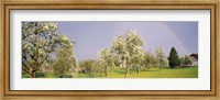 Pear trees in a field (Pyrus communis), Aargau, Switzerland Fine Art Print