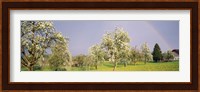 Pear trees in a field (Pyrus communis), Aargau, Switzerland Fine Art Print