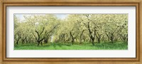 Rows Of Cherry Tress In An Orchard, Minnesota, USA Fine Art Print