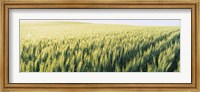 Field Of Barley, Whitman County, Washington State, USA Fine Art Print
