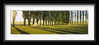 Poplar Trees Near A Wheat Field, Twin Falls, Idaho, USA Fine Art Print