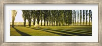 Poplar Trees Near A Wheat Field, Twin Falls, Idaho, USA Fine Art Print