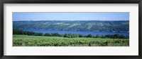 Vineyard with a lake in the background, Keuka Lake, Finger Lakes, New York State, USA Fine Art Print
