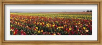 Tulip Field, Willamette Valley, Oregon, USA Fine Art Print