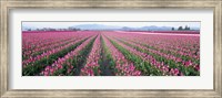 Tulip Fields, Skagit County, Washington State, USA Fine Art Print