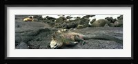 Marine Iguana Galapagos Islands Fine Art Print