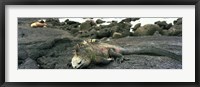 Marine Iguana Galapagos Islands Fine Art Print