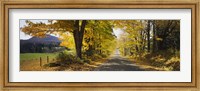 Trees on both sides of a road, Danby, Vermont, USA Fine Art Print