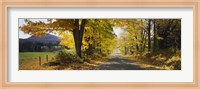 Trees on both sides of a road, Danby, Vermont, USA Fine Art Print