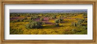High Angle View Of Wildflowers In A Landscape, Santa Rosa, Sonoma Valley, California, USA Fine Art Print