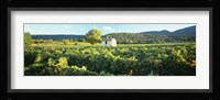 Vineyard Provence France Fine Art Print