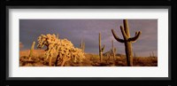 Low angle view of Saguaro cacti on a landscape, Organ Pipe Cactus National Monument, Arizona, USA Fine Art Print