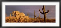 Low angle view of Saguaro cacti on a landscape, Organ Pipe Cactus National Monument, Arizona, USA Fine Art Print