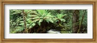 Rainforest, Mt. Field National Park, Tasmania, Australia Fine Art Print