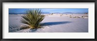 Plant in the White Sands National Monument, New Mexico Fine Art Print