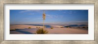 Shrubs in the desert, White Sands National Monument, New Mexico, USA Fine Art Print
