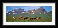 Horses in Borgarfjordur, Iceland Fine Art Print