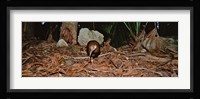 Lord Howe Woodhen Bird Standing Under The Tree, Lord Howe Island, Australia Fine Art Print