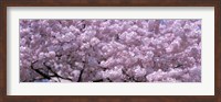 USA, Washington DC, Close-up of cherry blossoms Fine Art Print