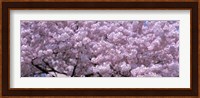 USA, Washington DC, Close-up of cherry blossoms Fine Art Print