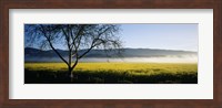 Fog over crops in a field, Napa Valley, California, USA Fine Art Print
