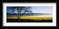 Fog over crops in a field, Napa Valley, California, USA Fine Art Print