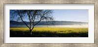 Fog over crops in a field, Napa Valley, California, USA Fine Art Print