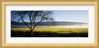 Fog over crops in a field, Napa Valley, California, USA Fine Art Print