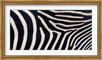 Close-up of Greveys zebra stripes Fine Art Print