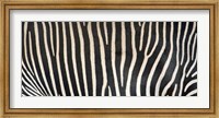 Grevey's Zebra Stripes Fine Art Print