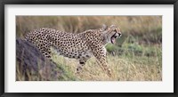 Cheetah walking in a field Fine Art Print