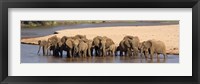 Herd of African elephants at a river Fine Art Print