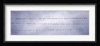 California, Flock of birds sitting on power line Fine Art Print
