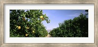 Crop Of Lemon Orchard, California, USA Fine Art Print