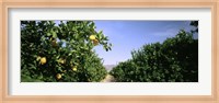 Crop Of Lemon Orchard, California, USA Fine Art Print