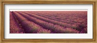 Close-up of Lavender fields, Plateau de Valensole, France Fine Art Print