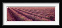 Close-up of Lavender fields, Plateau de Valensole, France Fine Art Print