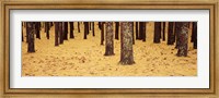 Low Section View Of Pine And Oak Trees, Cape Cod, Massachusetts, USA Fine Art Print