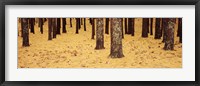 Low Section View Of Pine And Oak Trees, Cape Cod, Massachusetts, USA Fine Art Print