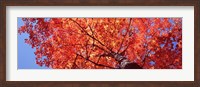 Low Angle View Of A Maple Tree, Acadia National Park, Mount Desert Island, Maine, USA Fine Art Print