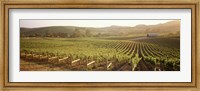 Panoramic view of vineyards, Carneros District, Napa Valley, California, USA Fine Art Print