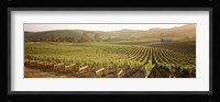 Panoramic view of vineyards, Carneros District, Napa Valley, California, USA Fine Art Print
