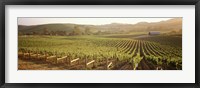 Panoramic view of vineyards, Carneros District, Napa Valley, California, USA Framed Print
