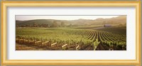 Panoramic view of vineyards, Carneros District, Napa Valley, California, USA Fine Art Print