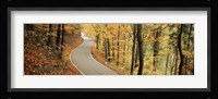 Autumn trees along a road, Germany Fine Art Print