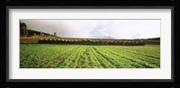 Hay bales in a farm land, Germany Fine Art Print