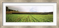 Hay bales in a farm land, Germany Fine Art Print